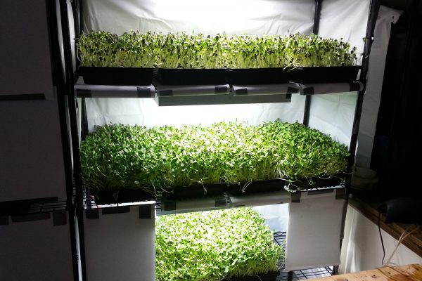 Бизнес на выращивании микрозелени